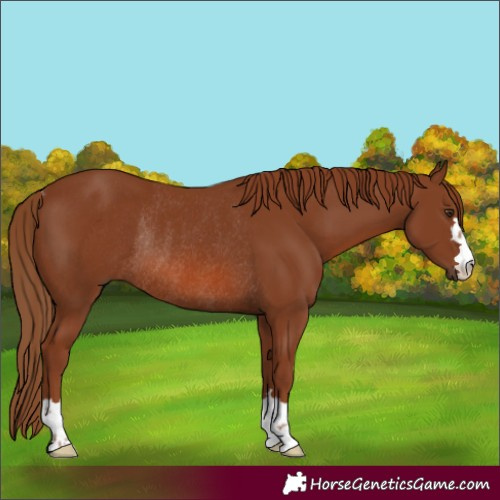 Horse Color:Chestnut Rabicano