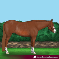 Horse Color:Chestnut Rabicano