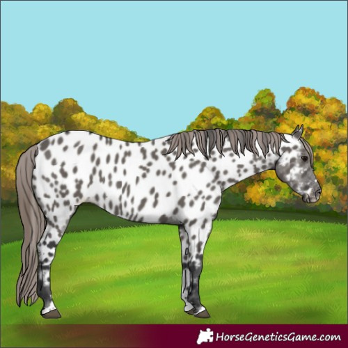 Horse Color:Grullo Appaloosa 