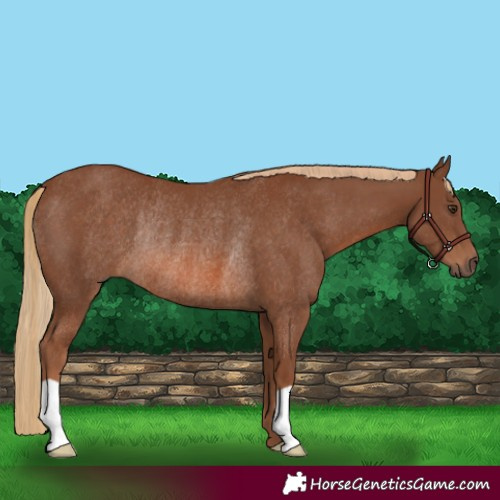 Horse Color:Chestnut Rabicano