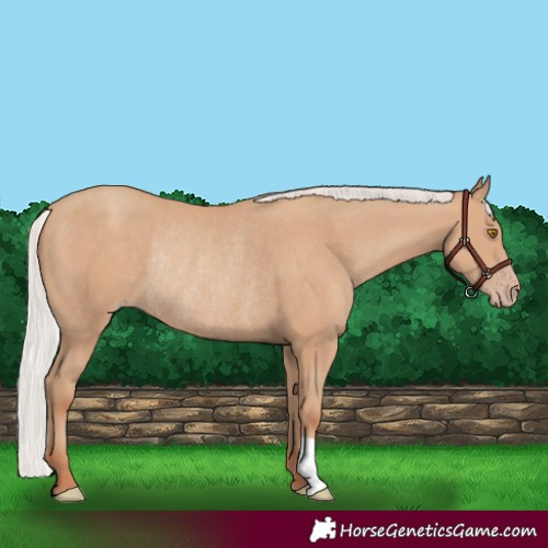 Horse Color:Silver Classic Champagne Rabicano 