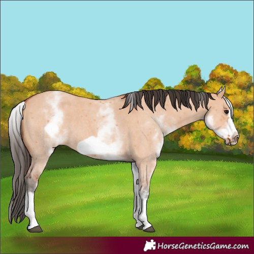 Horse Color:White Spotted Bay Dun Sabino Frame 