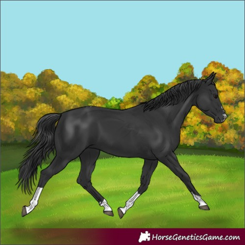 Horse Color:Black Tobiano 