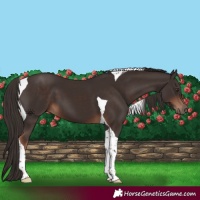 Horse Color:Liver Chestnut Tobiano 