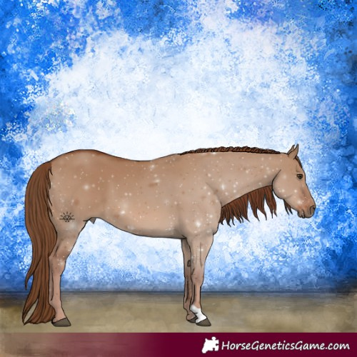 Horse Color:Red Dun 