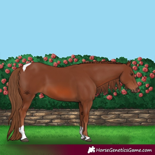 Horse Color:Chestnut Tobiano