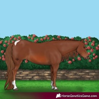 Horse Color:Chestnut Tobiano 