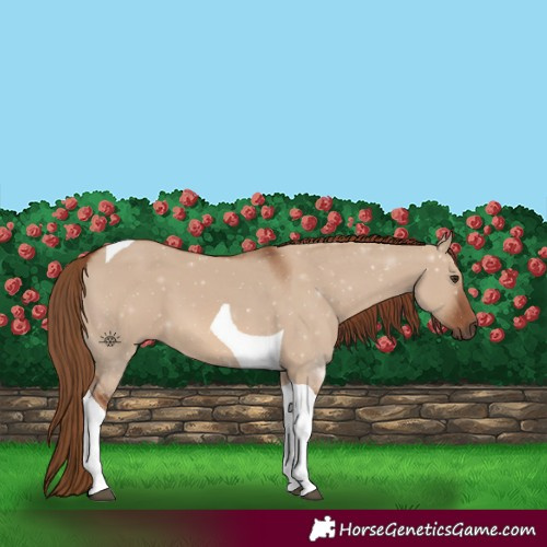 Horse Color:Red Dun Tobiano 