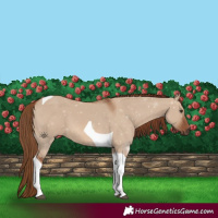 Horse Color:Red Dun Tobiano 