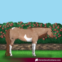 Horse Color:Red Dun Tobiano 