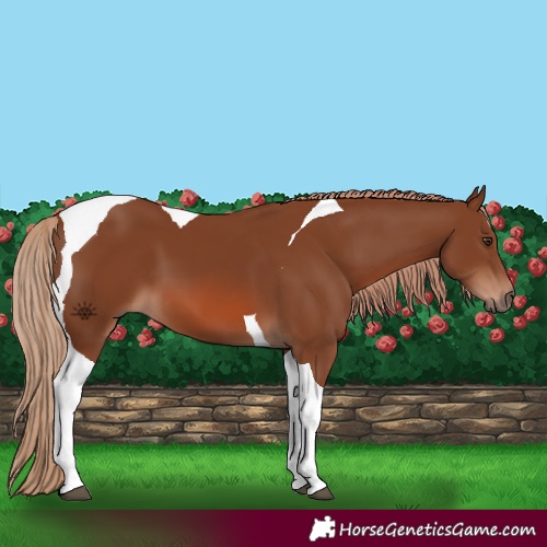 Horse Color:Chestnut Tobiano 