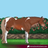Horse Color:Chestnut Tobiano 