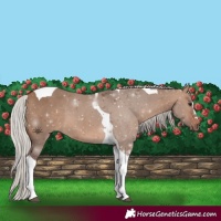 Horse Color:Silver Brown Dun Tobiano