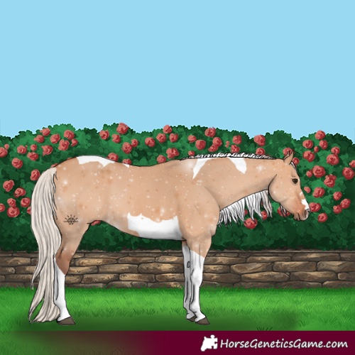 Horse Color:Silver Bay Dun Tobiano