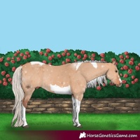 Horse Color:Silver Bay Dun Tobiano