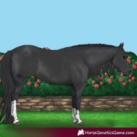 Horse Color:Black Tobiano 