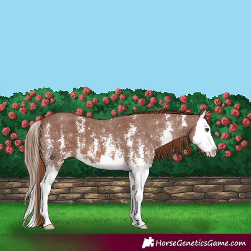 Horse Color:Chestnut Sabino Splash 