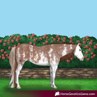 Horse Color:Chestnut Sabino Splash 