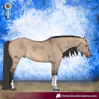 Horse Color:Bay Dun Tobiano  and Bay Dun Tobiano 