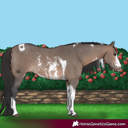 Horse Color:Brown Dun Sabino Tobiano Rabicano