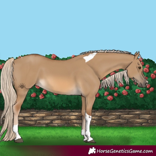 Horse Color:Chocolate Palomino Dun Tobiano