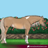 Horse Color:Chocolate Palomino Dun Tobiano 