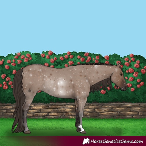 Horse Color:Liver Red Dun Rabicano