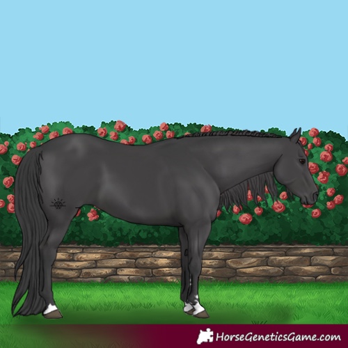 Horse Color:Black 