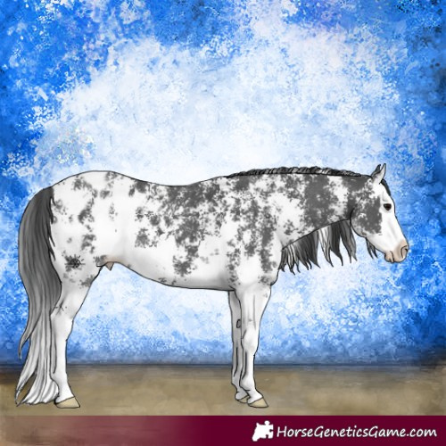Horse Color:Black Sabino Splash Blanket 