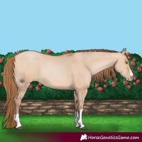 Horse Color:Brown Pearl Dun 