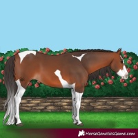 Horse Color:Bay Splash Tobiano 