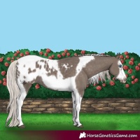 Horse Color:Silver Black Splash Tobiano Frame Appaloosa