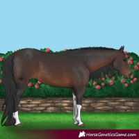 Horse Color:Brown Tobiano 