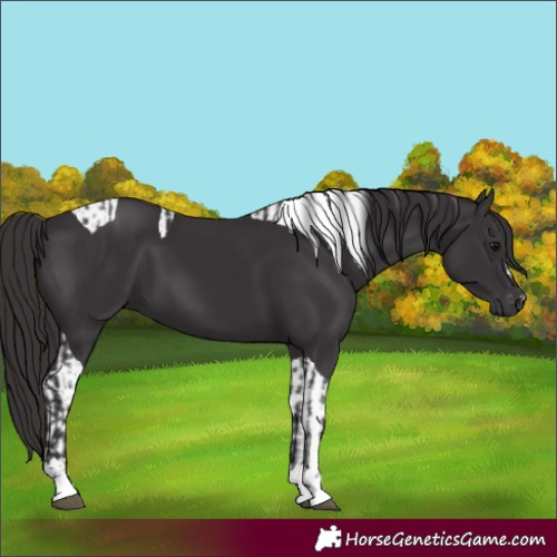 Horse Color:Smoky Black  and Smoky Black Tobiano 