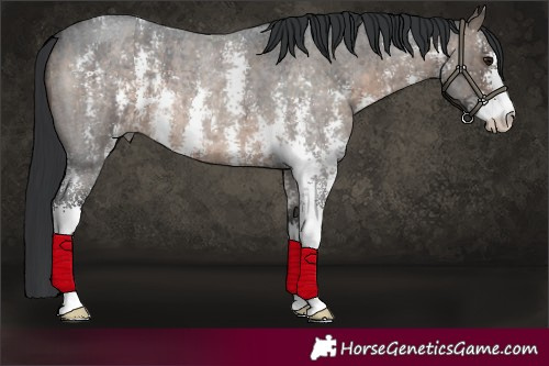Horse Color:Brown Roan Dun Sabino Brindle 