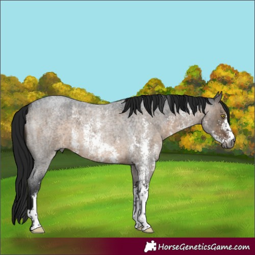 Horse Color:Gray Brown Roan Dun Sabino 