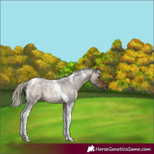 Horse Color:Gray Silver Brown Roan Dun Tobiano 