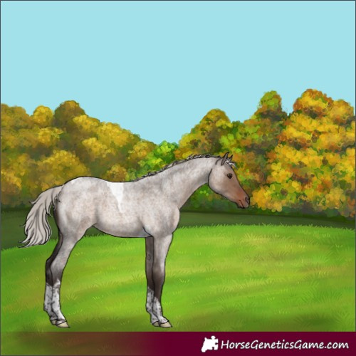 Horse Color:Silver Brown Roan Dun Tobiano 