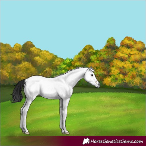 Horse Color:Gray White Spotted Brown Roan Dun 