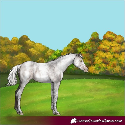Horse Color:White Spotted Silver Brown Roan Dun Brindle 
