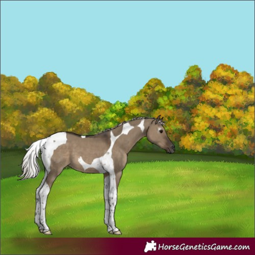 Horse Color:Gray Silver Grullo Tobiano 