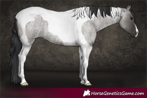 Horse Color:Grullo Roan Tobiano 