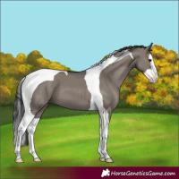Horse Color:Grullo Splash Tobiano