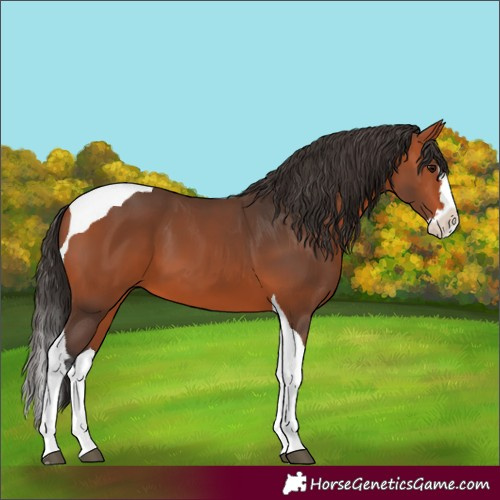 Horse Color:Bay Splash Tobiano 