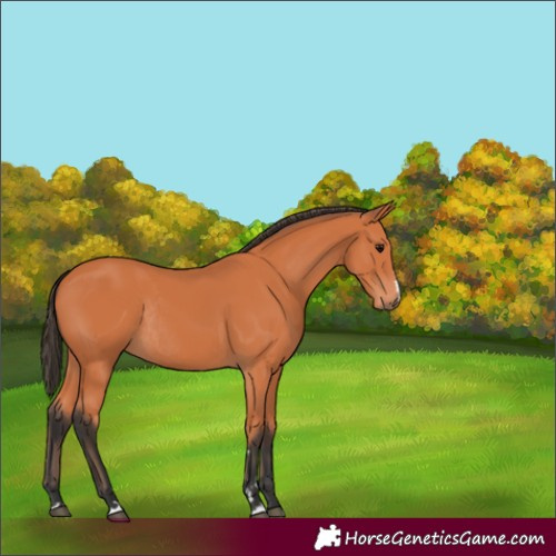 Horse Color:Bay Rabicano