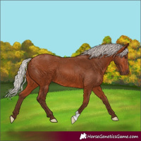 Horse Color:Silver Bay 