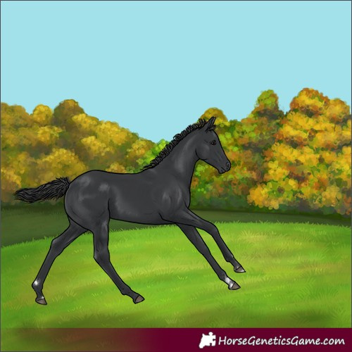 Horse Color:Black 