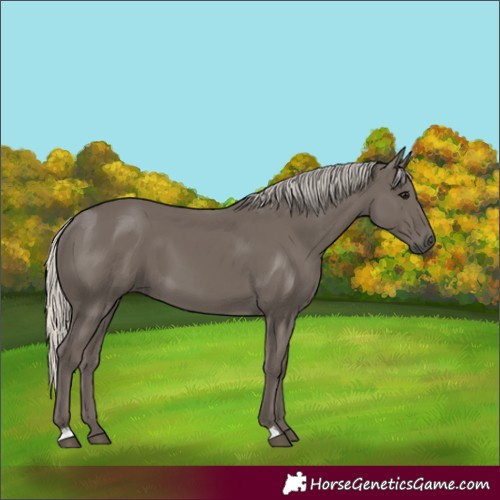 Horse Color:Silver Smoky Black 