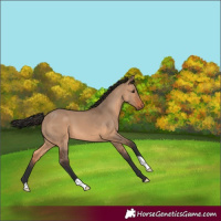 Horse Color:Bay Dun 
