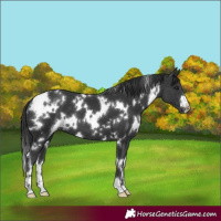 Horse Color:White Spotted Black